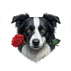 Border Collie with Rose