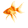 Guldfisk guldfisk