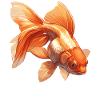 Goldfish Goldfish