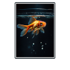 Goldfish Goldfish