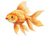 poisson rouge