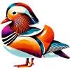 Mandarin duck