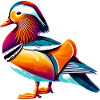 Mandarin duck