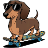 Dachshund on Skateboard
