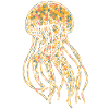 Jellyfish Geometric