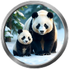 Panda and Cub
