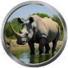Rhinoceros Animal