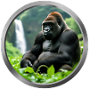 Gorilla Animal - 3
