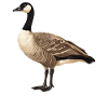 geese goose