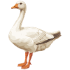 Gänse Gans