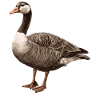 geese goose
