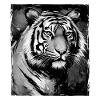 Tiger Portrait