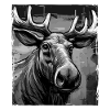 Moose Portrait