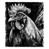 Rooster Portrait