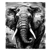 Elefant Porträt