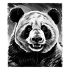 Panda Portrait