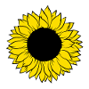Sonnenblume