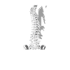Chiropractor Physiotherapist