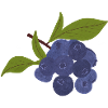 Isolated blueberry