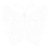 butterfly Butterfly