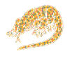 Komodo dragon Komodo dragon Geometric