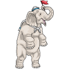 Éléphant Marin Chapeau de Marin