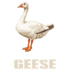 geese goose