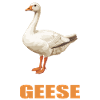 geese goose