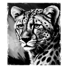 Portrait de guépard