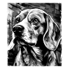 Beagle Dog Portrait