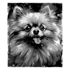 Pomeranian Dog Portrait