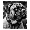 Mastiff Dog Portrait
