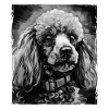 Poodle Dog Portrait