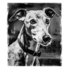 Greyhound Dog Portrait