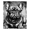 French Bulldog Dog Portrait