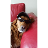 Dog Lifestyle