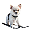 Ski Dog