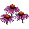 Coneflower - Flower