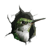 Kolibri