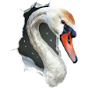 Schwan