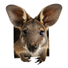 Wallaby