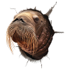 Walross