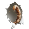 Wurm