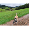 Awesome view with dog