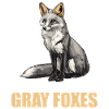 Graufüchse Graufuchs