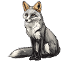 Gray foxes Gray fox