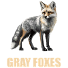 Graufüchse Graufuchs
