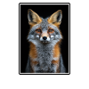 Gray Foxes Gray Fox