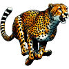 Guépard