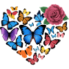 Heart of butterflies